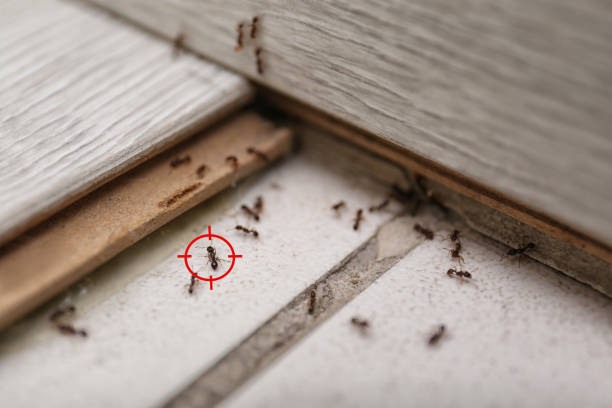 Best Spider Control Near Me  in Newark, IL