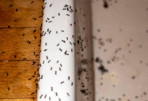 Best Wasp Removal Services  in Newark, IL