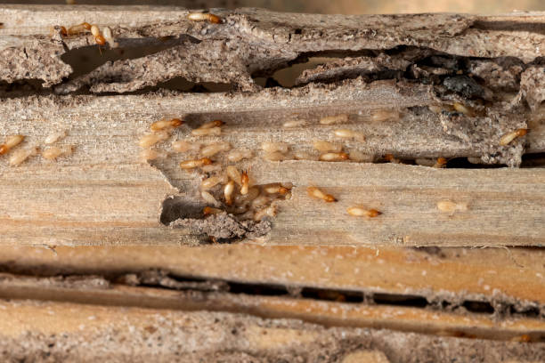 Best Insect Control  in Newark, IL