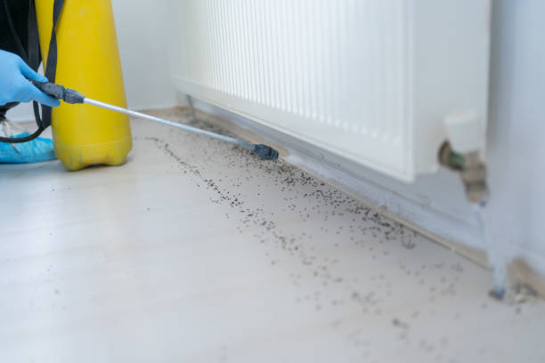 Best Termite Control Services  in Newark, IL